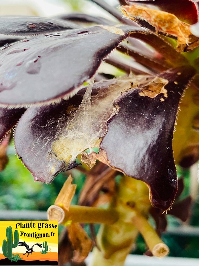 parasites et maladies plantes grasses et succulentes